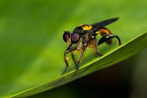 Lampria clavipes